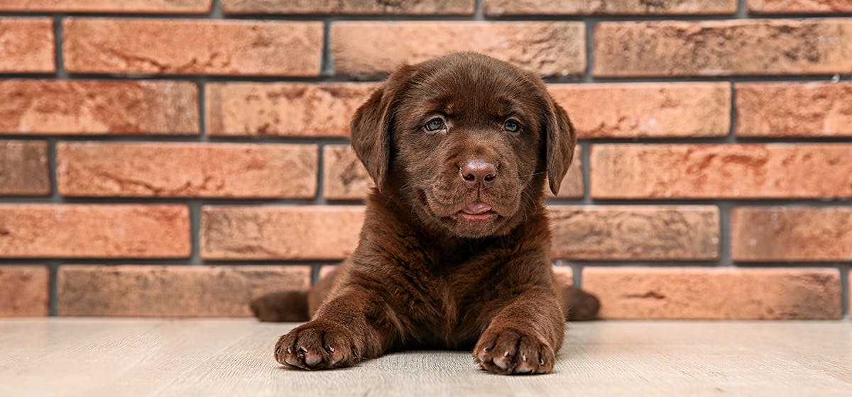 can dogs hear mice in walls