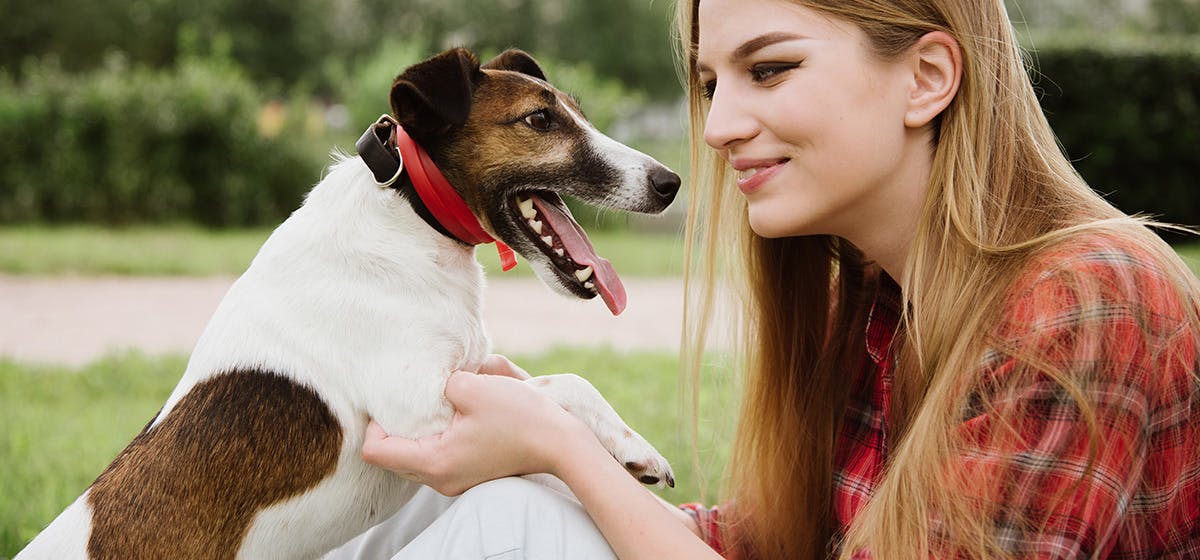 do dogs like learning tricks