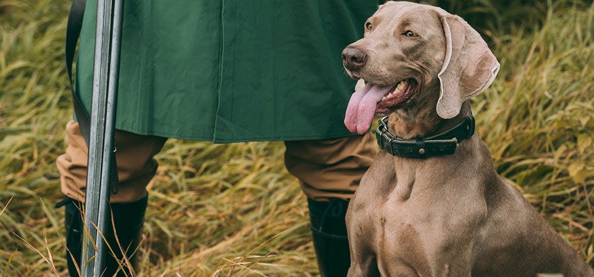 can-dogs-detect-gunpowder