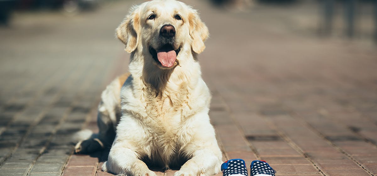 can-dogs-feel-their-pads