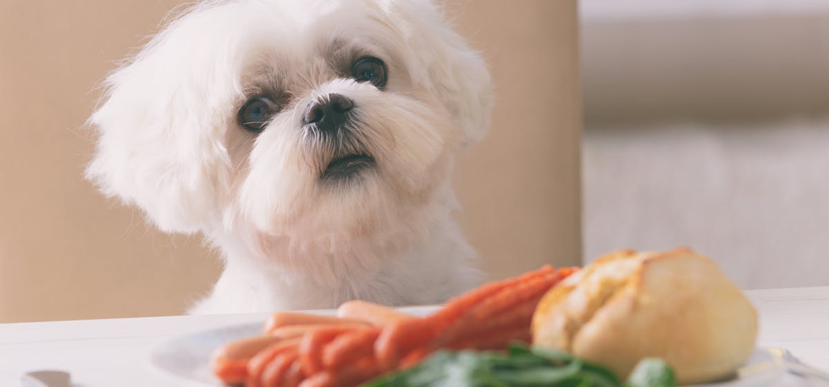 can-dogs-taste-gingery-food