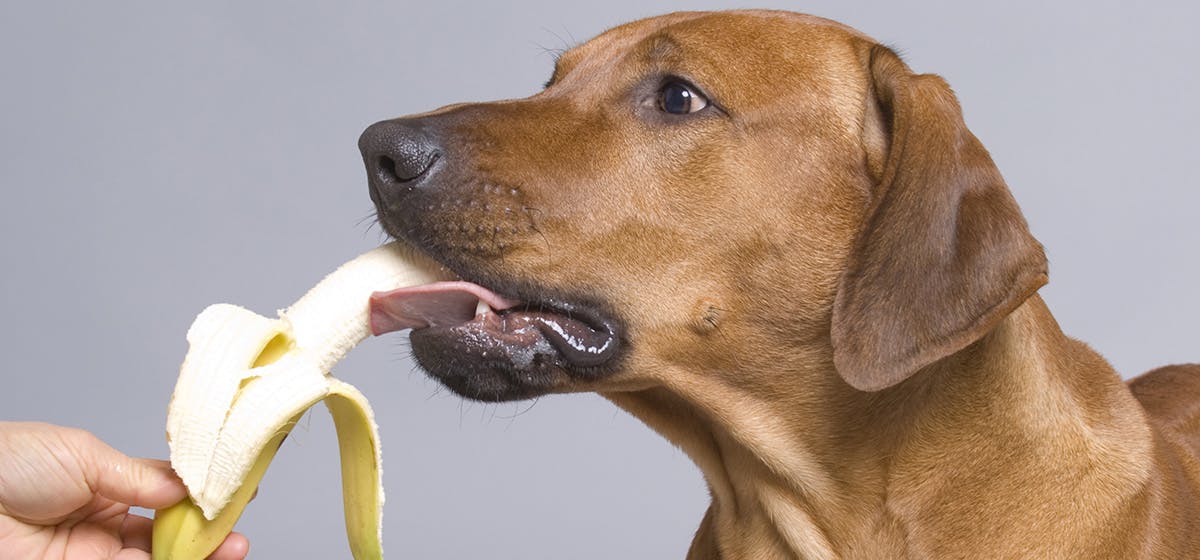 can-dogs-taste-bananas