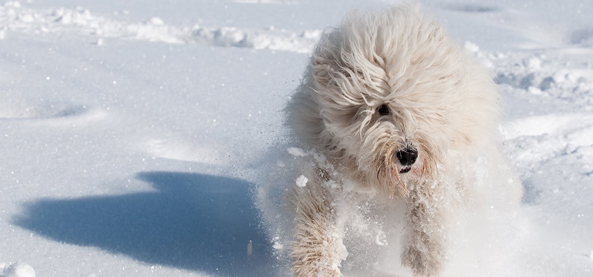 can-dogs-feel-wind-chill