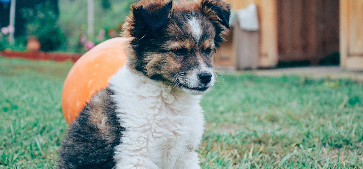 can dogs hear mice in walls