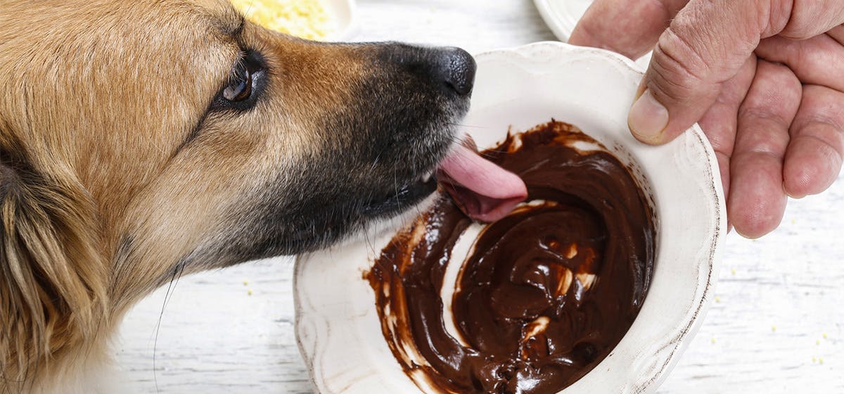 is chocolate milk bad for dogs