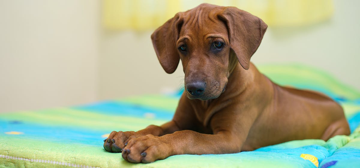 can beagles detect bed bugs