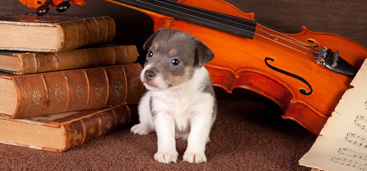 https://images.wagwalkingweb.com/media/daily_wag/sense_guides/science/1540962294.44/can-dogs-feel-music_science.jpg