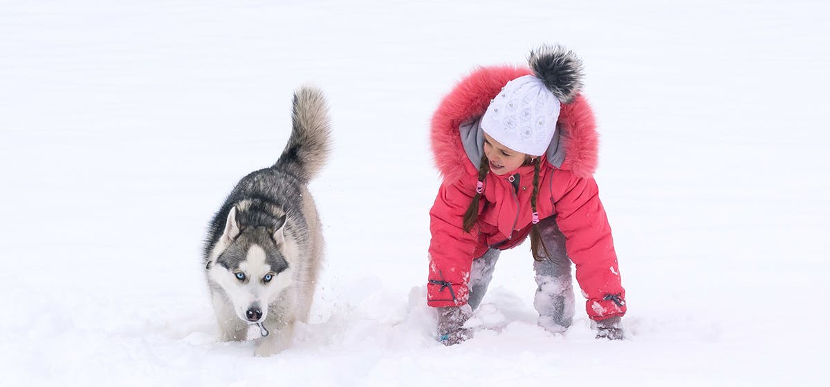 are dogs safe outside in the cold