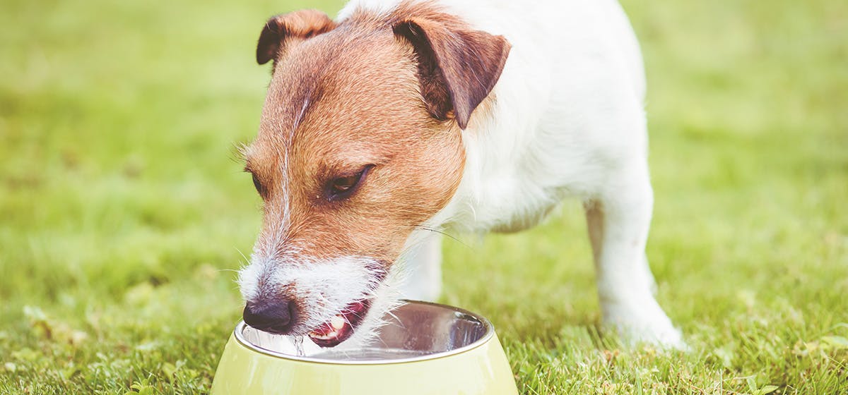 can-dogs-smell-drugs-in-water