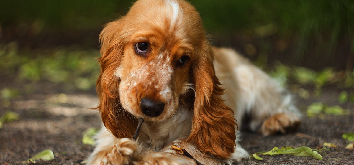 can-dogs-smell-termites