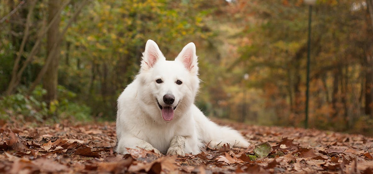 can-dogs-smell-eczema