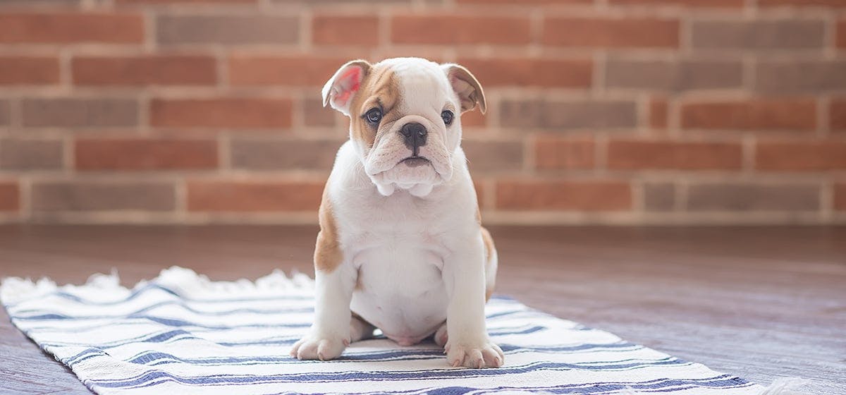 can-dogs-smell-through-walls