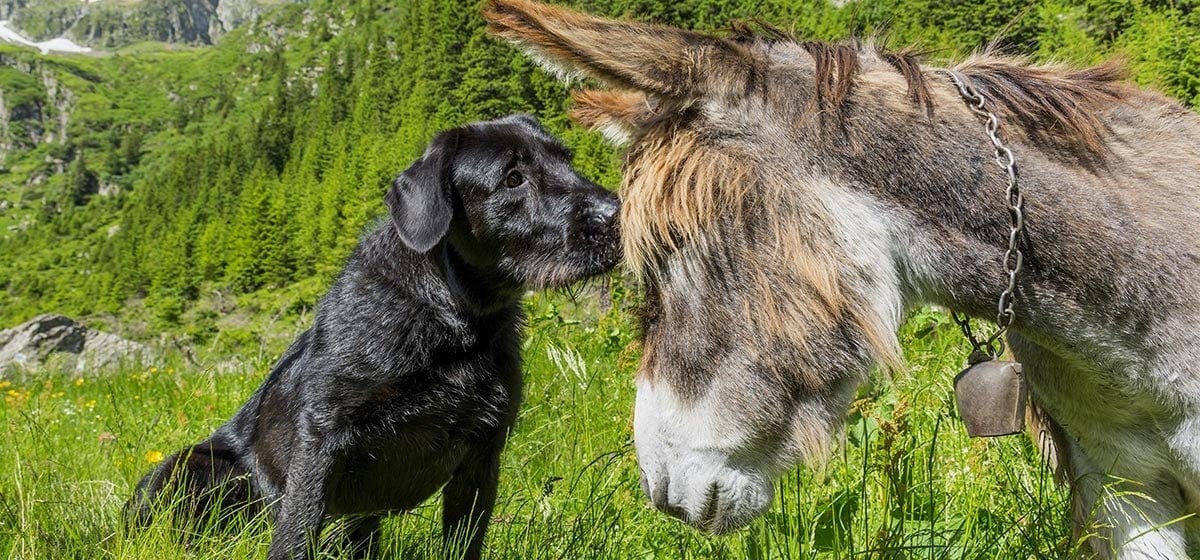 can-dogs-live-with-donkey