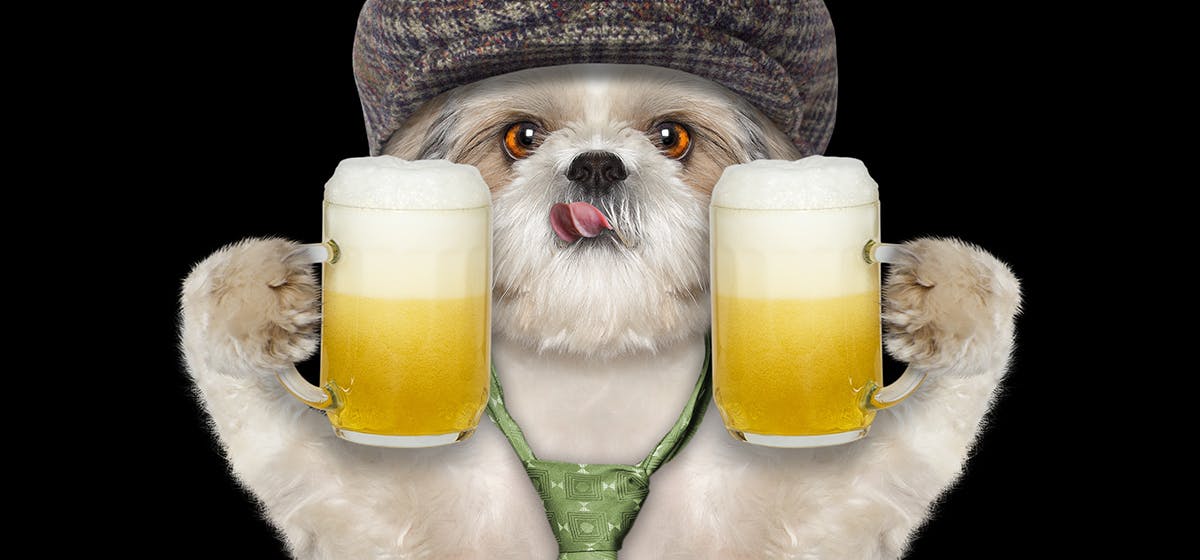 Dog Alcohol Consumption