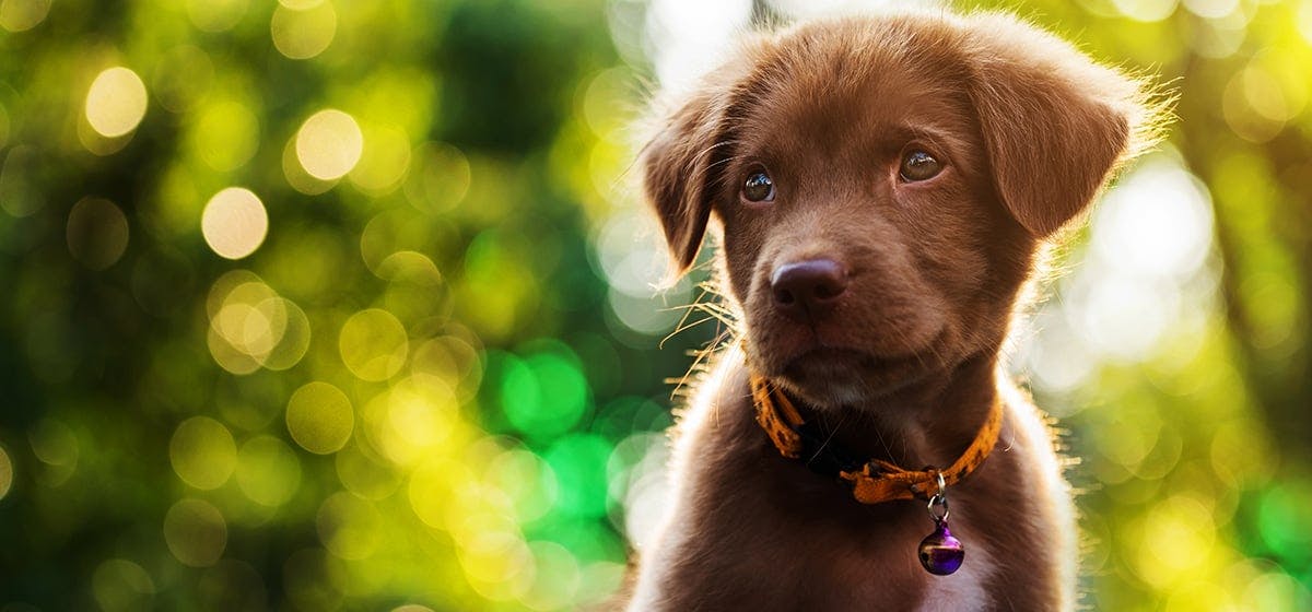 can-dogs-see-black-light