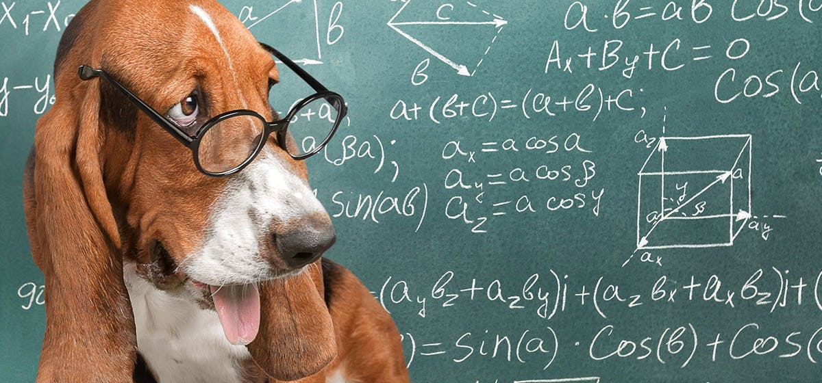 can dogs do math