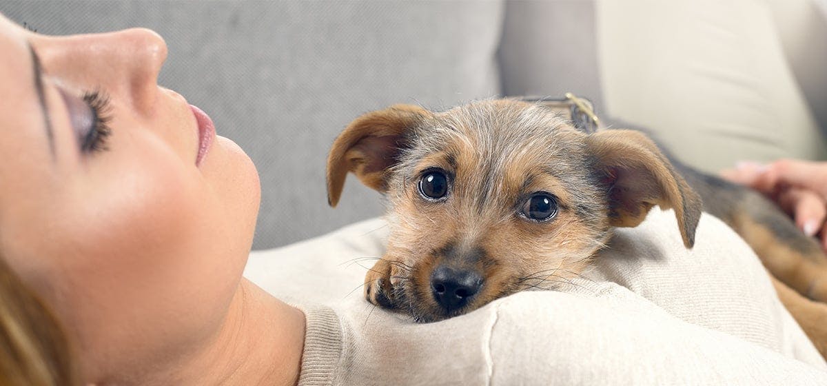 can dogs learn different languages