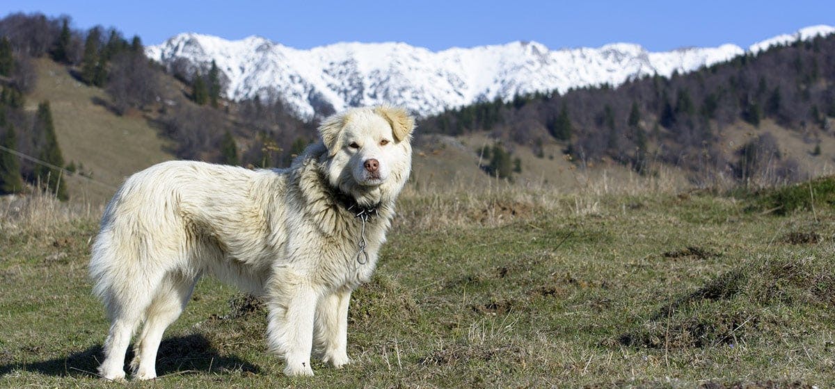 can-dogs-see-neon-colors-wag