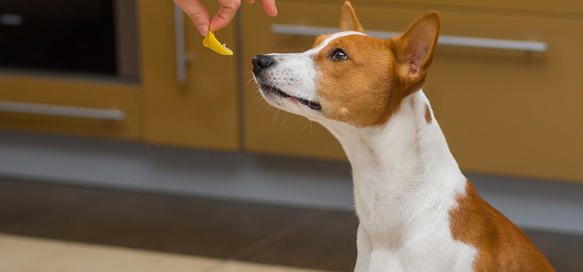 can-dogs-feel-heat-from-peppers