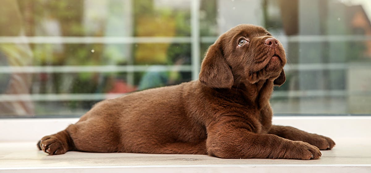 can dogs smell through glass jars