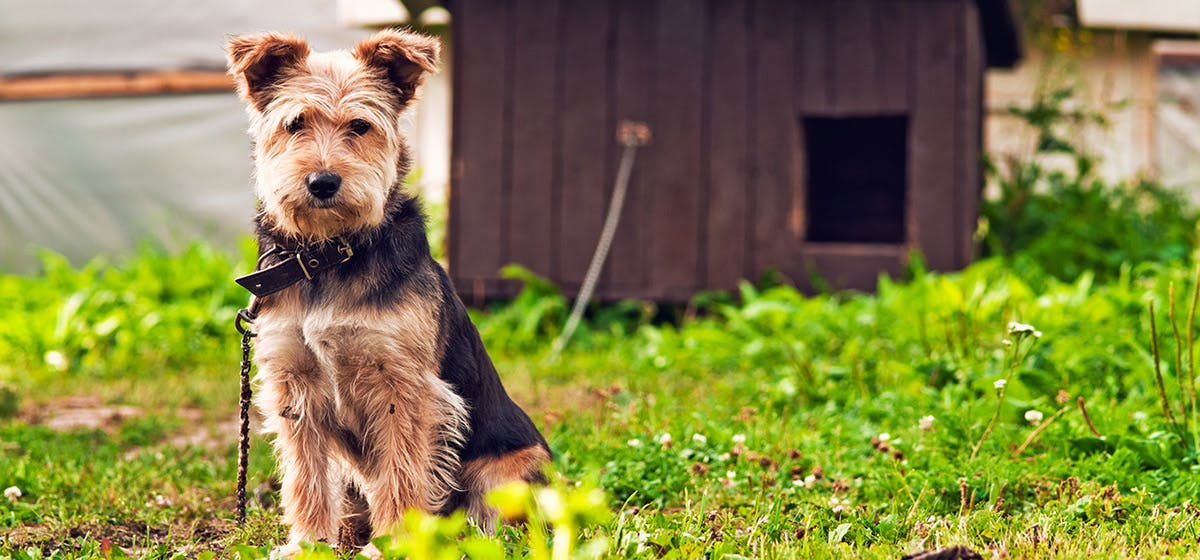 dog stinging nettles treatment