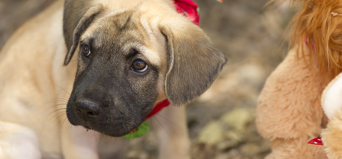 what language do dogs think in