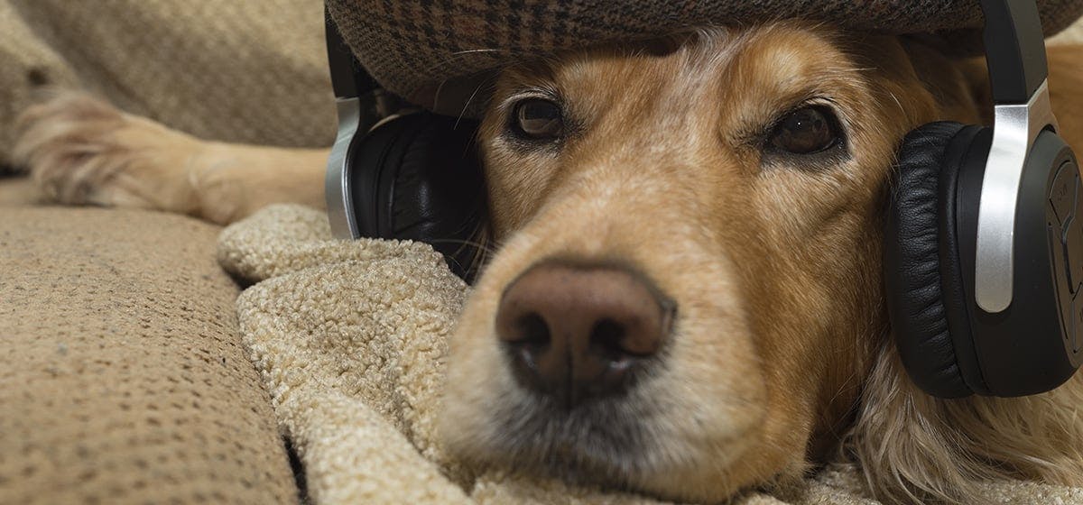 can dogs listen to music