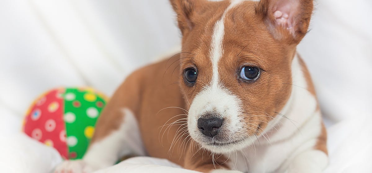 what does imprinting mean for dogs