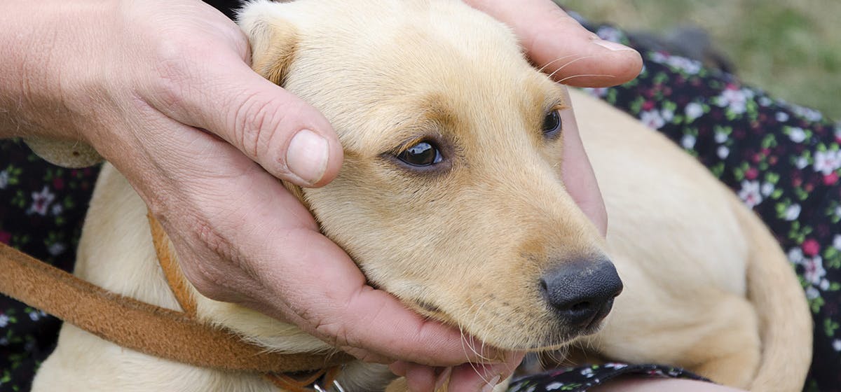 do-dogs-feel-they-belong