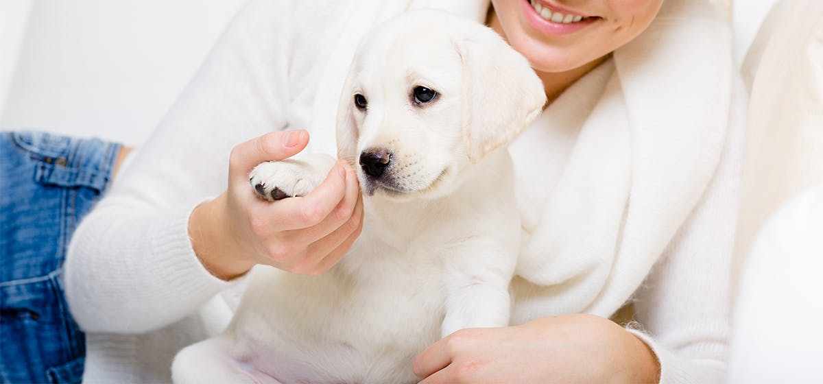 can-dogs-smell-stress