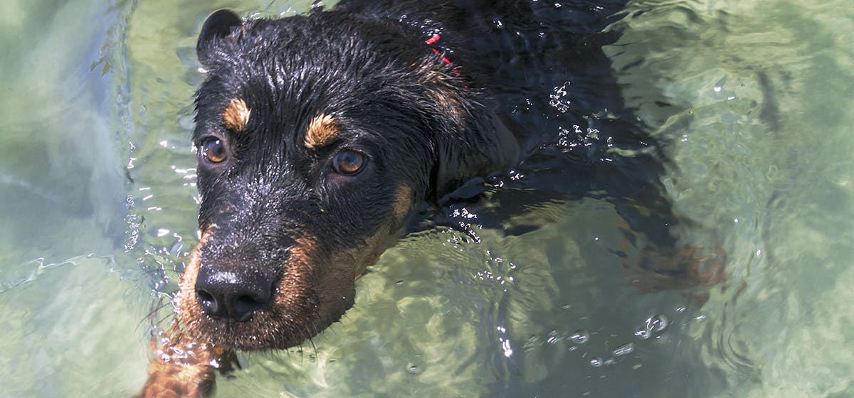 can dogs put their noses underwater