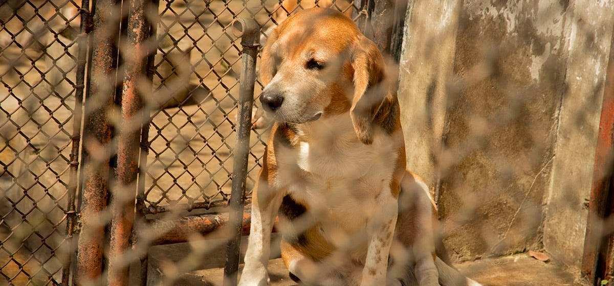 Can Dogs Hear An Electric Fence Wag