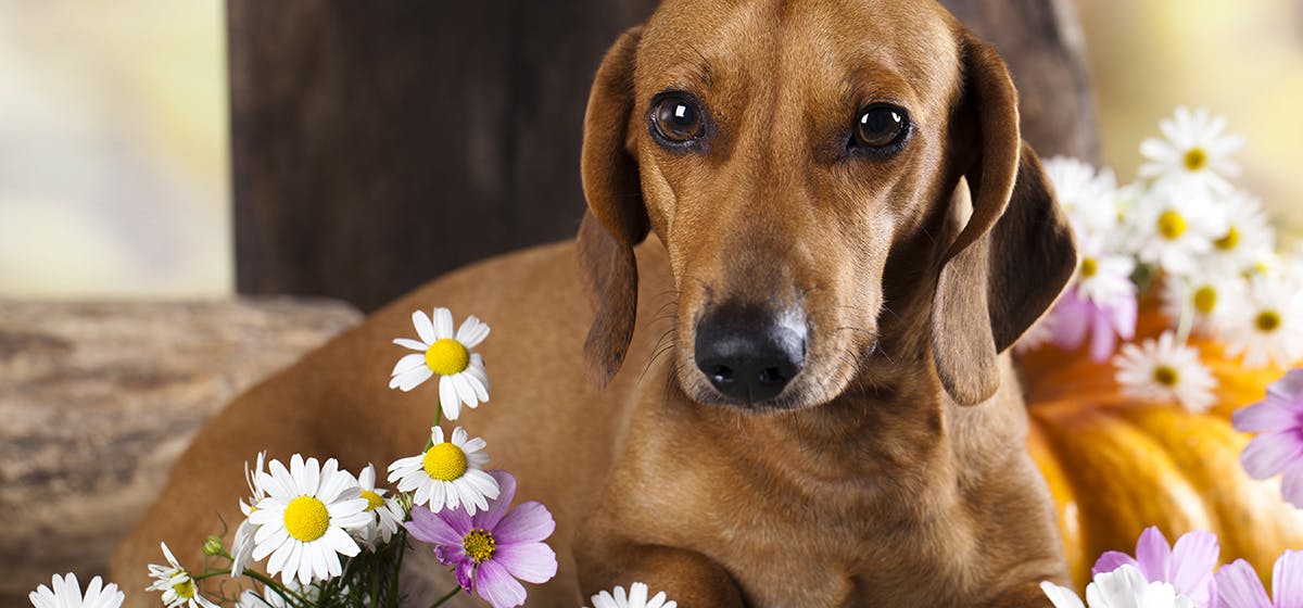 can-dogs-smell-flowers