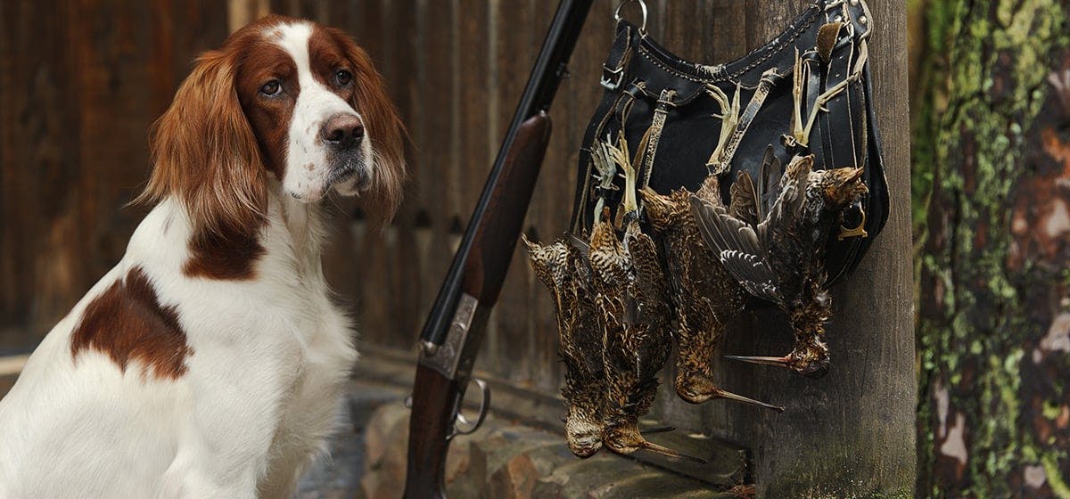 are police dogs trained to smell guns