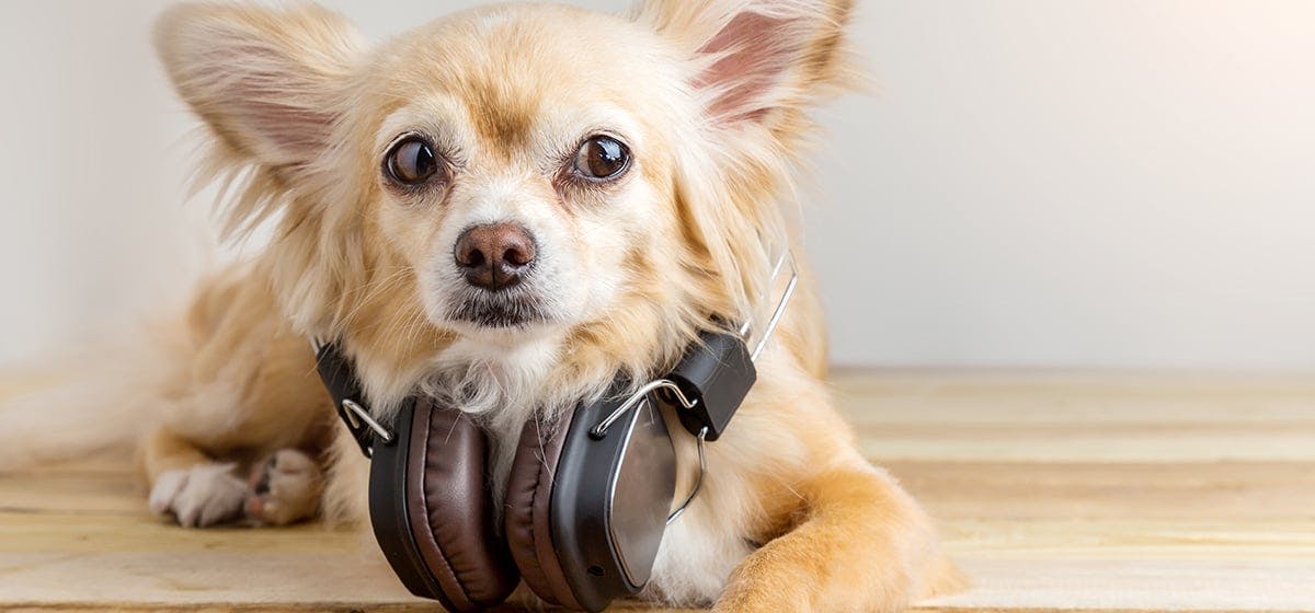 can-dogs-hear-music