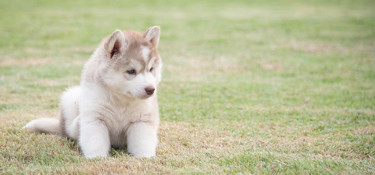 Can Dogs Feel Mosquito Bites Wag