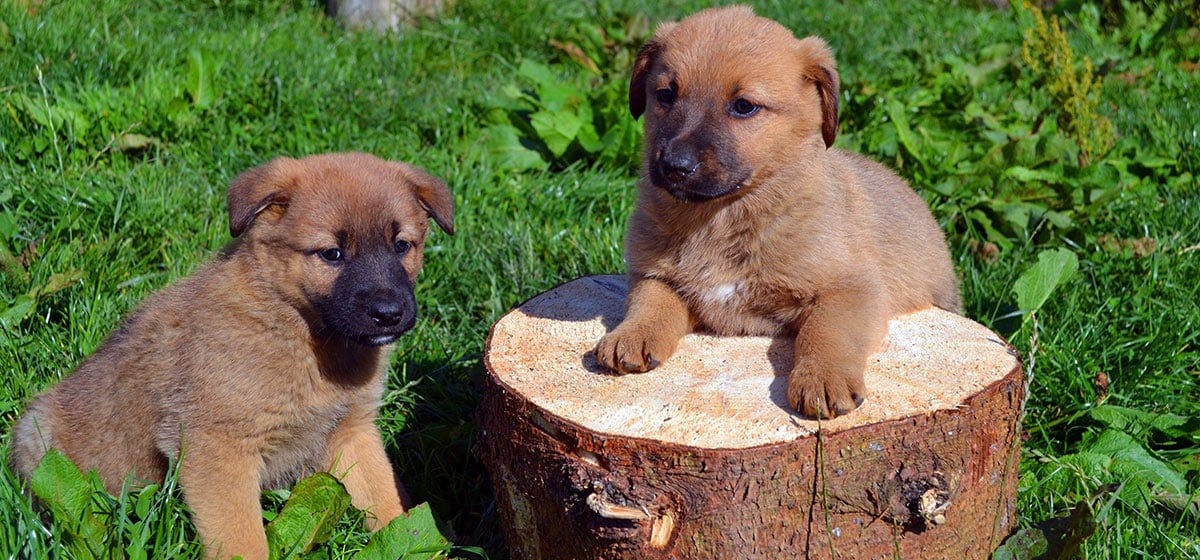 can-dogs-remember-siblings