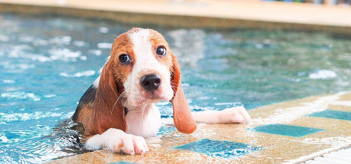 where can dogs swim in los angeles