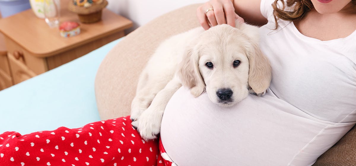 can your dog sense you are pregnant