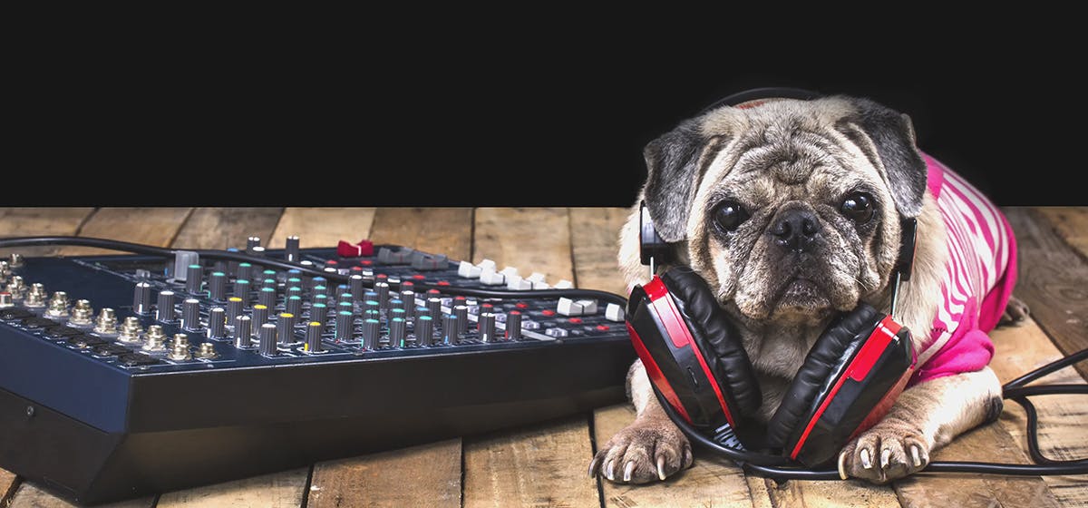 Can Dogs Hear Loud Music? - Wag!