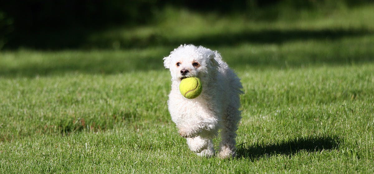 do dogs enjoy fetch