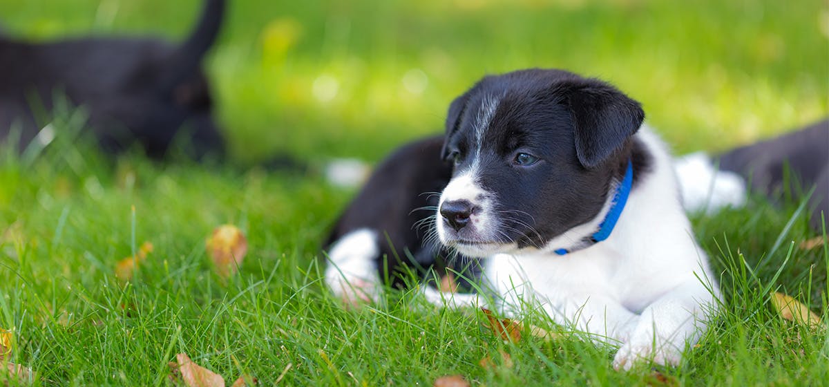 can-dogs-feel-heat-on-their-paws