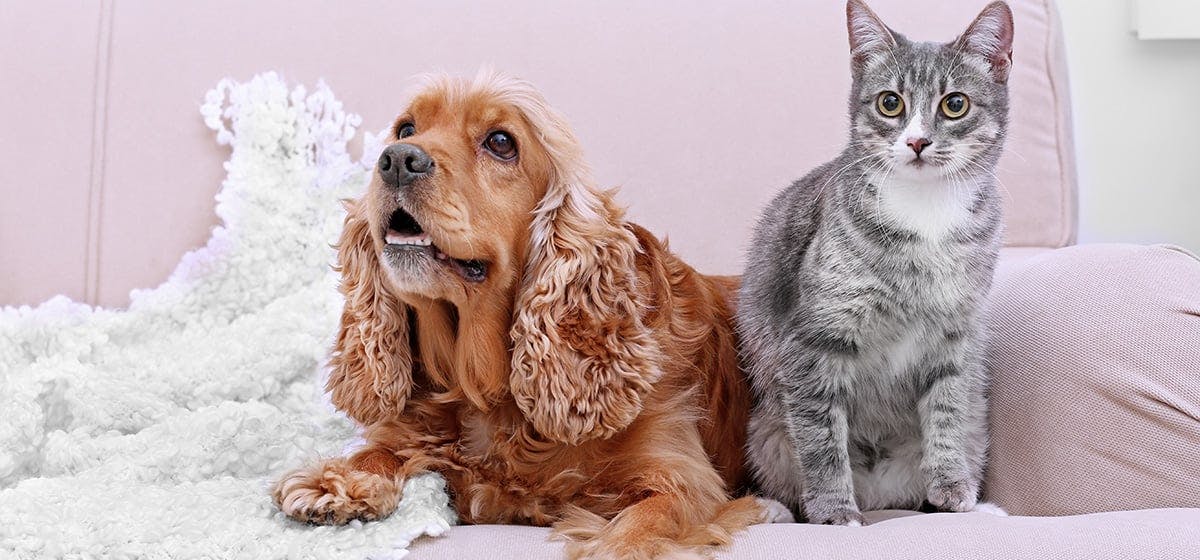 why dogs are better than cats scientifically