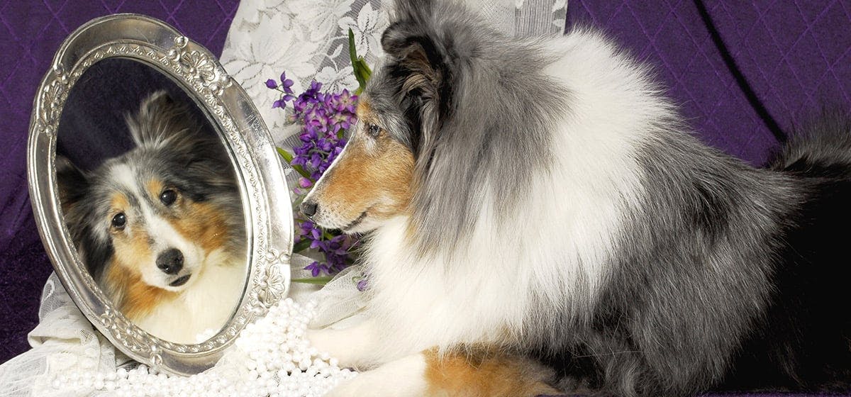 can-dogs-see-in-mirrors