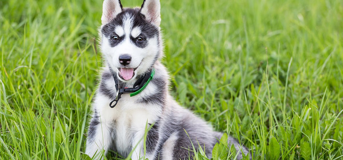 can-dogs-taste-cheesy-food