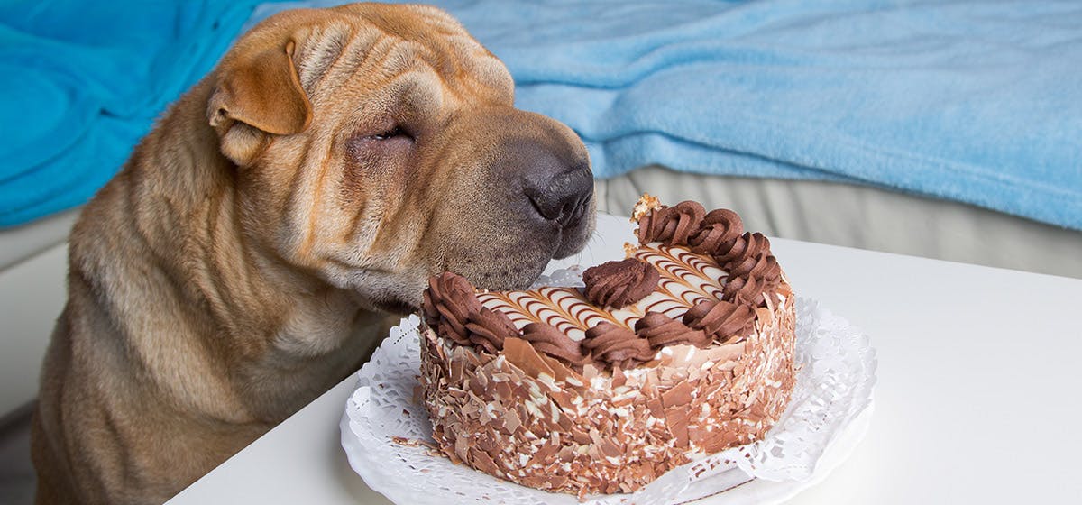 can chocolate cake kill dogs