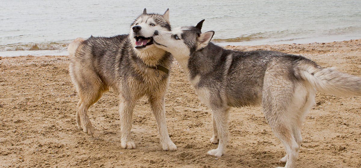 do puppies remember siblings