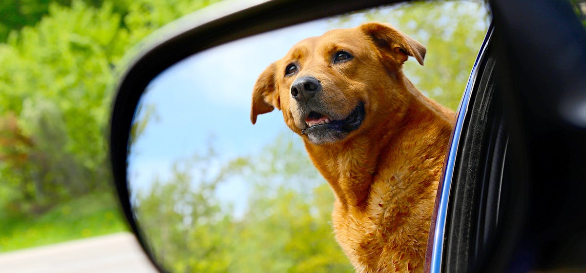 can dogs recognize themselves in a mirror