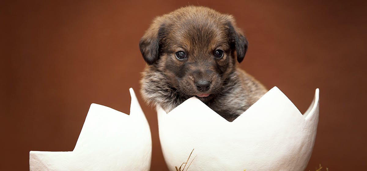 are dogs able to eat eggs