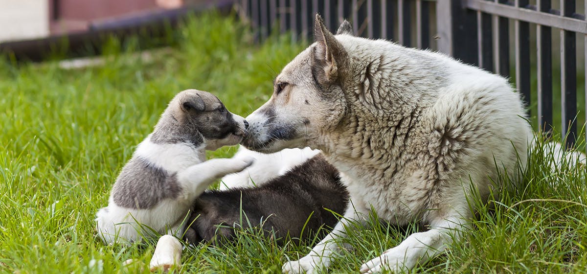 do puppies remember their mother